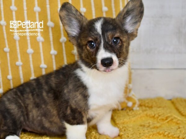 Cardigan Welsh Corgi-DOG-Female-Brindle & White-5137-Petland Independence, Missouri