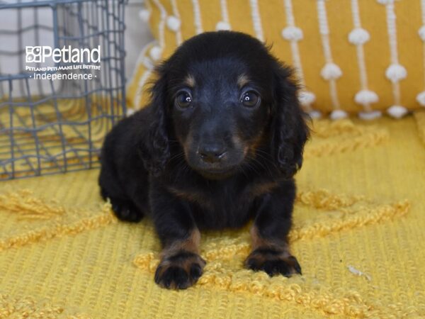 Dachshund DOG Male Black & Tan, Long Haired 5144 Petland Independence, Missouri