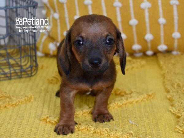 Dachshund DOG Male Red Sable 5145 Petland Independence, Missouri