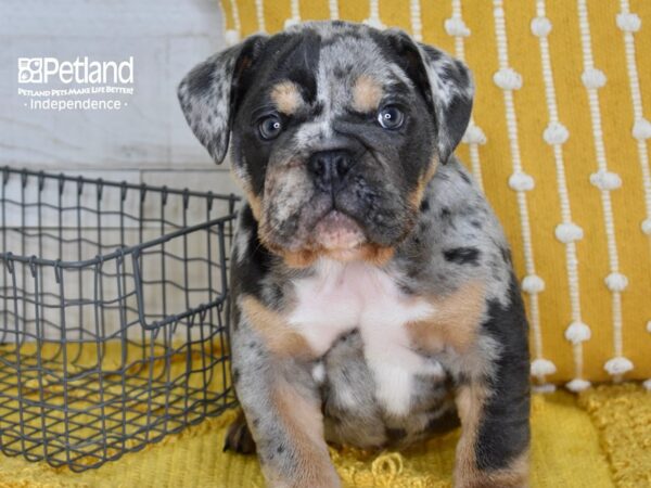 English Bulldog DOG Male Blue Merle 5139 Petland Independence, Missouri