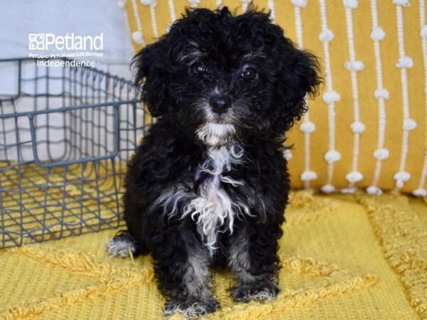 Havapoo-DOG-Female-Black-5142-Petland Independence, Missouri