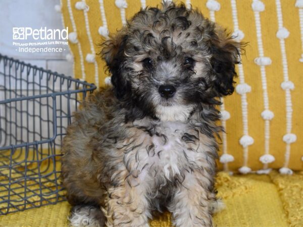 Havapoo-DOG-Female-Sable-5143-Petland Independence, Missouri