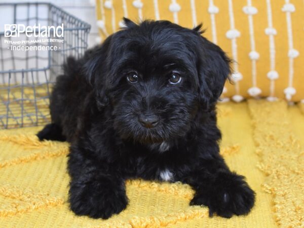 Miniature Whoodle Dog Female Black 5146 Petland Independence, Missouri