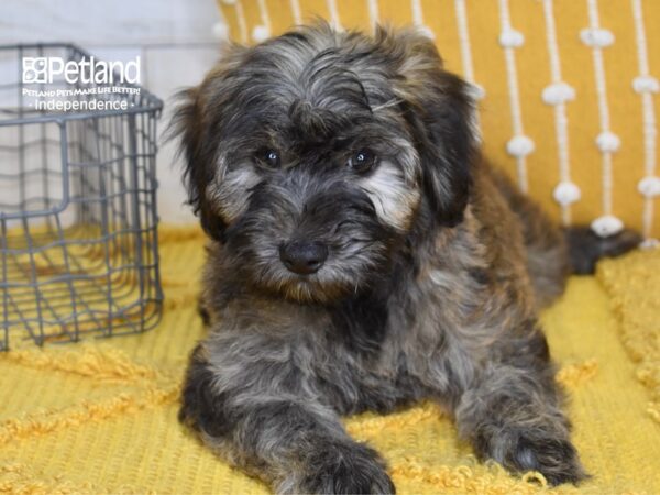 Miniature Whoodle DOG Female Sable 5147 Petland Independence, Missouri