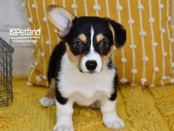 Pembroke Welsh Corgi-Dog-Female-Black Tri-5132-Petland Independence & Lee's Summit, MO