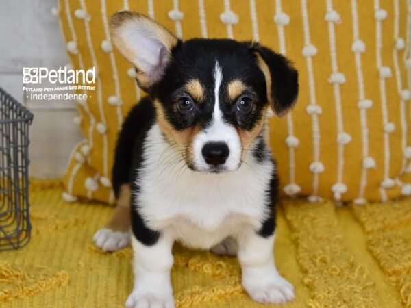 Pembroke Welsh Corgi-Dog-Female-Black Tri-5132-Petland Independence, Missouri