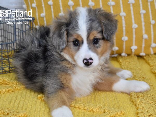 Toy Australian Shepherd DOG Female Blue Merle 5133 Petland Independence, Missouri