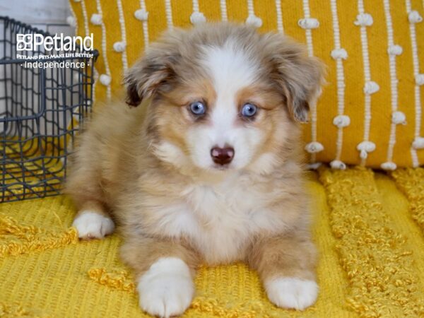 Toy Australian Shepherd DOG Female Red Merle 5134 Petland Independence, Missouri