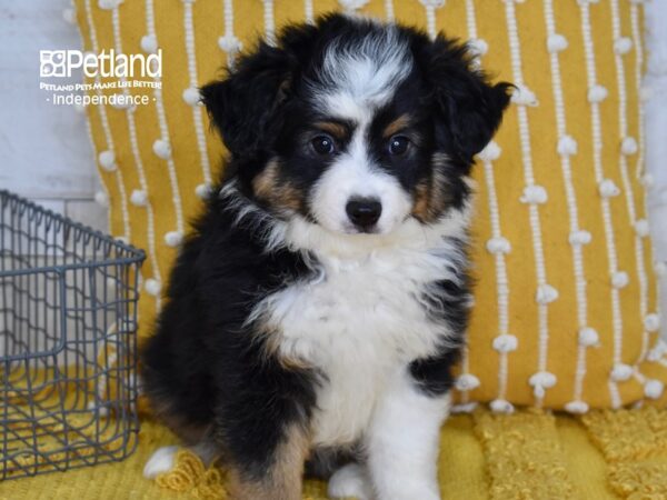 Toy Australian Shepherd DOG Male Black Tri 5135 Petland Independence, Missouri