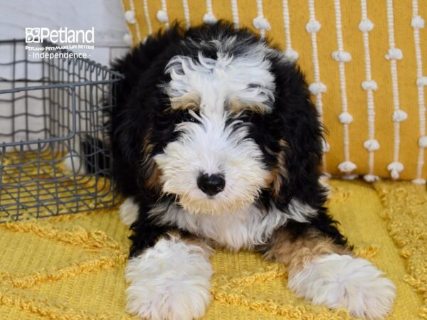 Miniature Bernadoodle-DOG-Male-Black, Tan, & White-5140-Petland Independence, Missouri