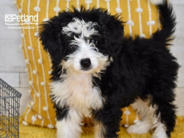 [#5141] Black, Tan, & White Female Miniature Bernadoodle Puppies For Sale