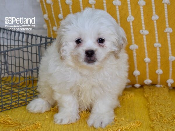 [#5150] Cream & White Male Peke-A-Poo Puppies For Sale
