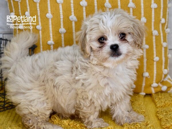 Peke-A-Poo-DOG-Female-Tan-5151-Petland Independence, Missouri