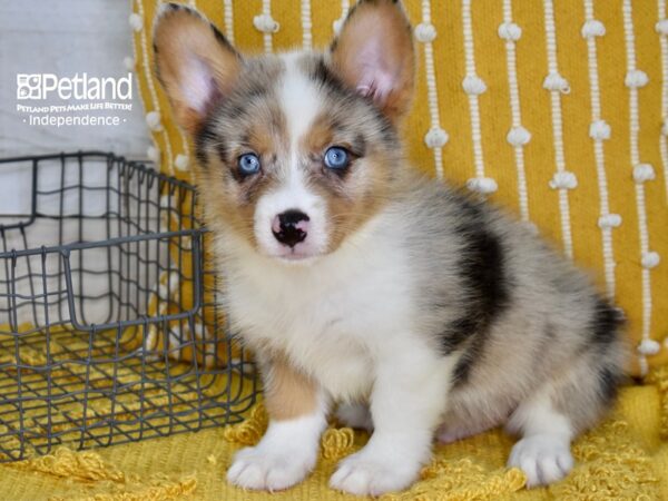 Corgi Pom-DOG-Male-Merle & White-5156-Petland Independence & Lee's Summit, MO