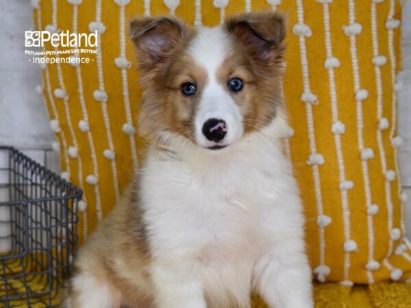 Shetland Sheepdog DOG Female Sable Merle and White 5153 Petland Independence, Missouri