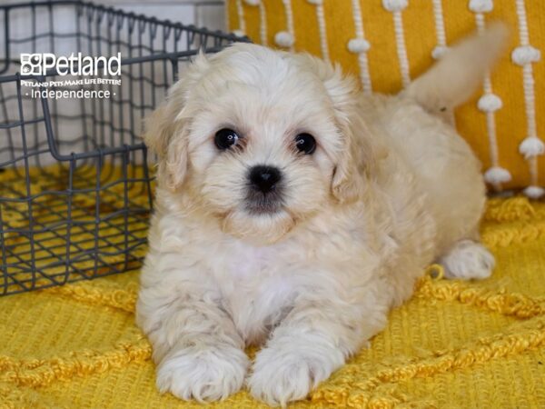 Shih Poo-DOG-Male-Apricot-5160-Petland Independence, Missouri