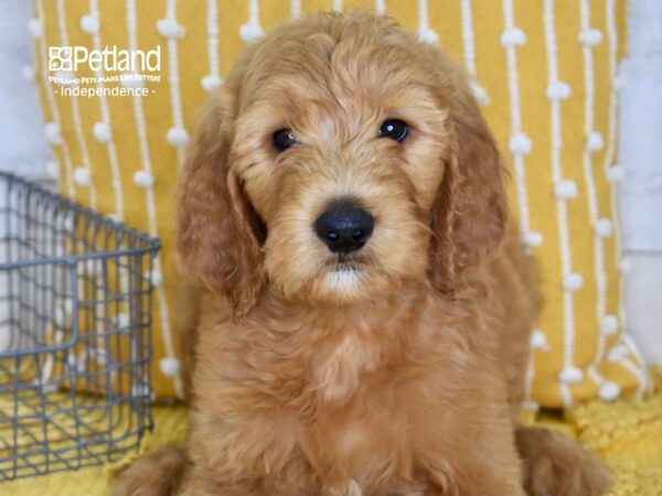 Goldendoodle DOG Male Red 5154 Petland Independence, Missouri