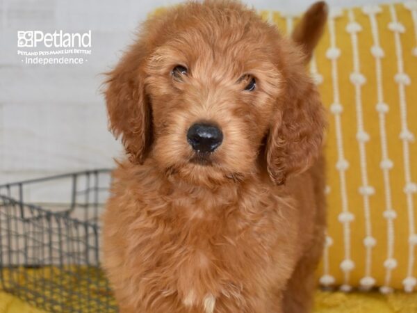 Goldendoodle DOG Male Red 5155 Petland Independence, Missouri