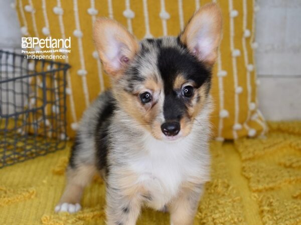 Corgi Pom-DOG-Female-Merle & White-5158-Petland Independence, Missouri