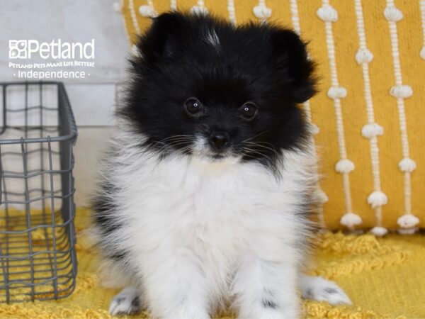 Pomeranian DOG Female Black & White 5165 Petland Independence, Missouri