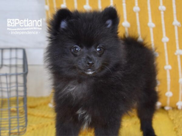 Pomeranian-Dog-Male-Black-5166-Petland Independence, Missouri
