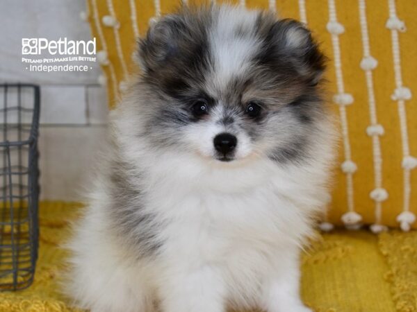 Pomeranian Dog Male Merle Parti 5164 Petland Independence & Lee's Summit, MO