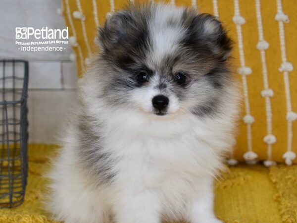 Pomeranian Dog Male Merle Parti 5164 Petland Independence, Missouri