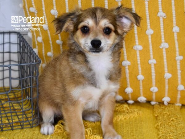 Chihuahua DOG Male Sable, Long haired 5181 Petland Independence, Missouri