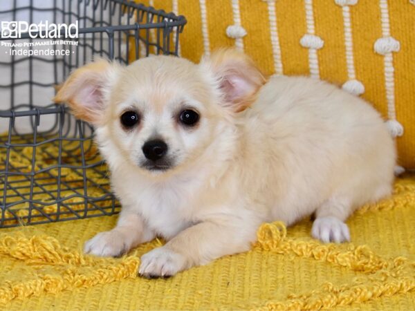 Chihuahua-DOG-Female-Cream, Long haired-5182-Petland Independence, Missouri