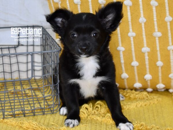 Chihuahua DOG Female Black & White, Long haired 5183 Petland Independence, Missouri