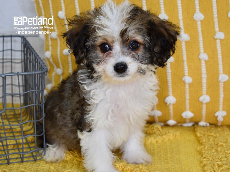 Miniature Aussiedoodle-DOG-Female-Sable & White-3737501-Petland Independence, Missouri
