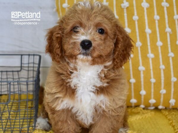 Miniature Bernedoodle 2nd Gen-DOG-Male-Red-5177-Petland Independence & Lee's Summit, MO