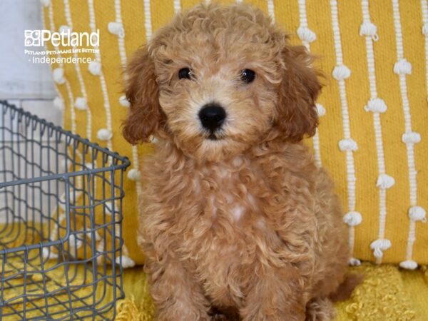 Miniature Goldendoodle 2nd Gen-DOG-Male-Golden-5173-Petland Independence & Lee's Summit, MO