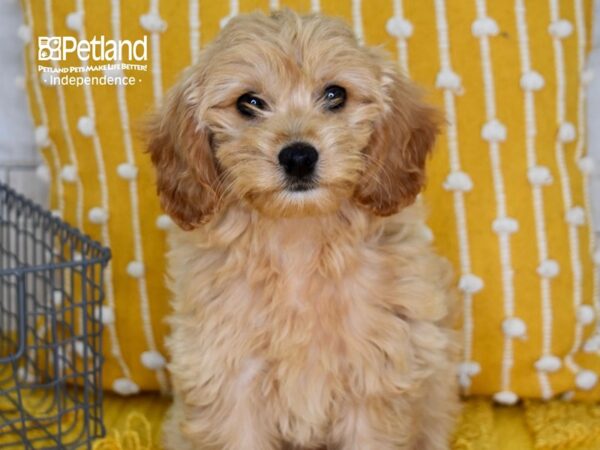 Miniature Goldendoodle 2nd Gen-DOG-Female-Golden-5174-Petland Independence, Missouri