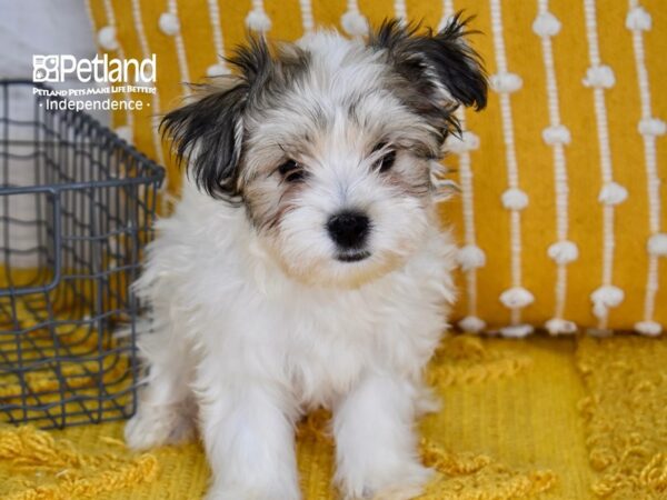 Morkie DOG Female Tan & White 5185 Petland Independence, Missouri