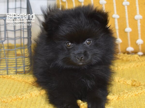 Pomeranian-Dog-Male-Black-5163-Petland Independence & Lee's Summit, MO