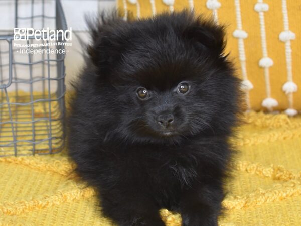 Pomeranian Dog Male Black 5163 Petland Independence, Missouri