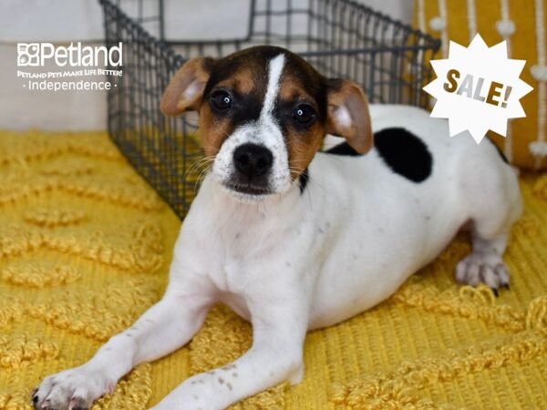 Jack Russell Terrier-DOG-Female-Tri-5016-Petland Independence & Lee's Summit, MO