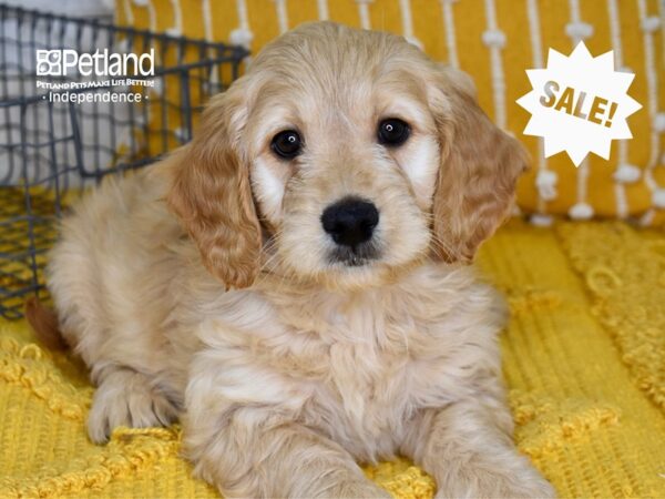 Miniature Goldendoodle DOG Male Golden 5028 Petland Independence, Missouri