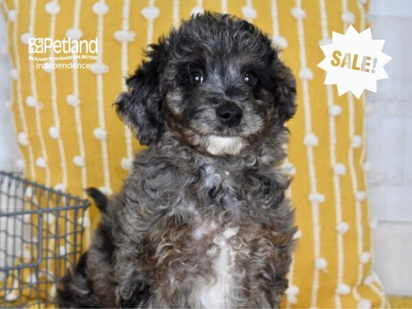 Miniature Goldendoodle 2nd Gen-DOG-Male-Merle-5033-Petland Independence, Missouri