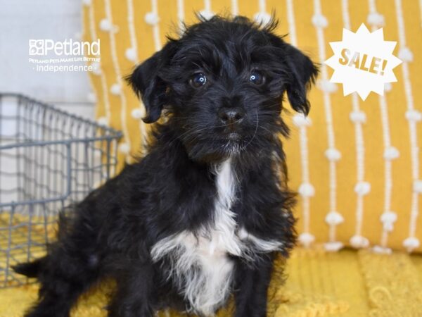 Schnoodle DOG Male Black 5039 Petland Independence, Missouri