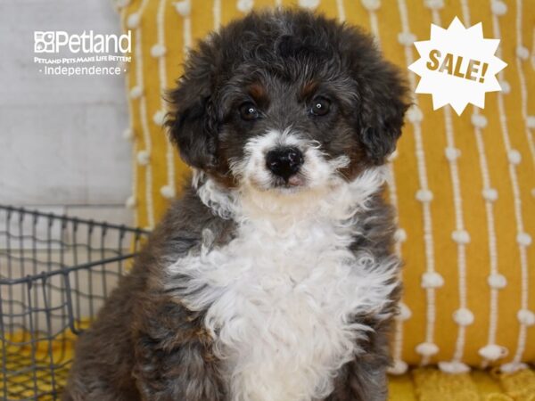 Miniature Aussiedoodle-DOG-Female-Merle & White-5047-Petland Independence, Missouri