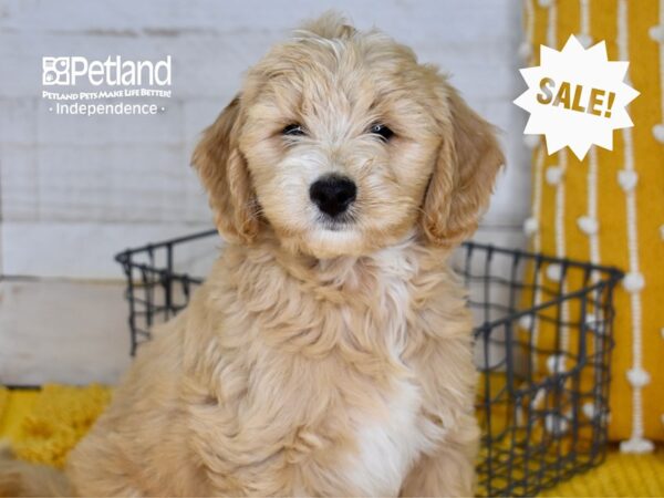 Miniature Goldendoodle 2nd Gen DOG Male Apricot 5060 Petland Independence, Missouri