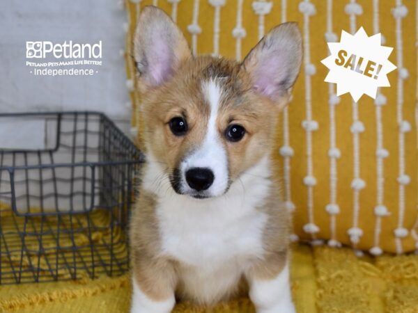 Pembroke Welsh Corgi-DOG-Female-Sable-5066-Petland Independence, Missouri