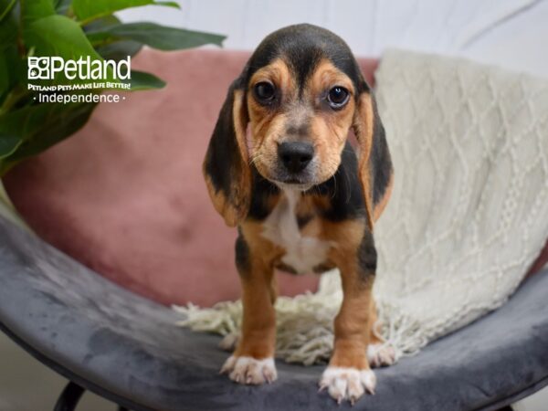 Beagle DOG Female Black Tan and White 5186 Petland Independence, Missouri