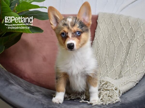 Corgi Pom-Dog-Female-Merle & White-5197-Petland Independence & Lee's Summit, MO