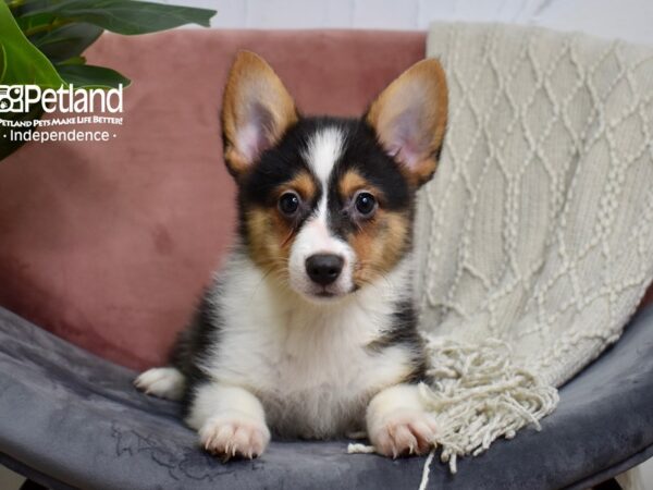 Corgi Pom-Dog-Male-Tri-5198-Petland Independence & Lee's Summit, MO