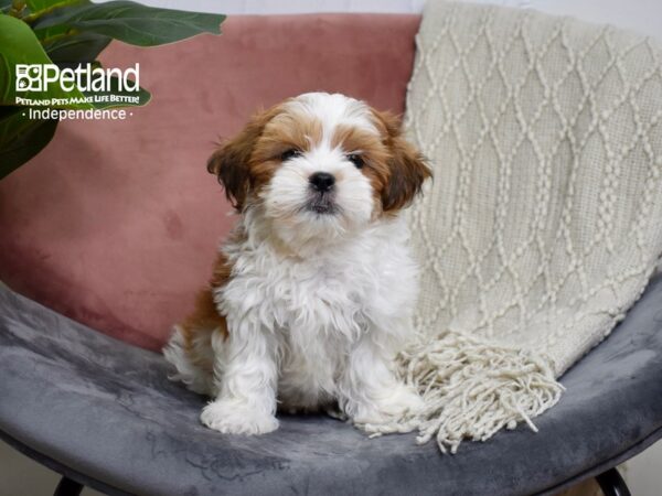 Mal-Shi-DOG-Male-Red & White-5187-Petland Independence, Missouri