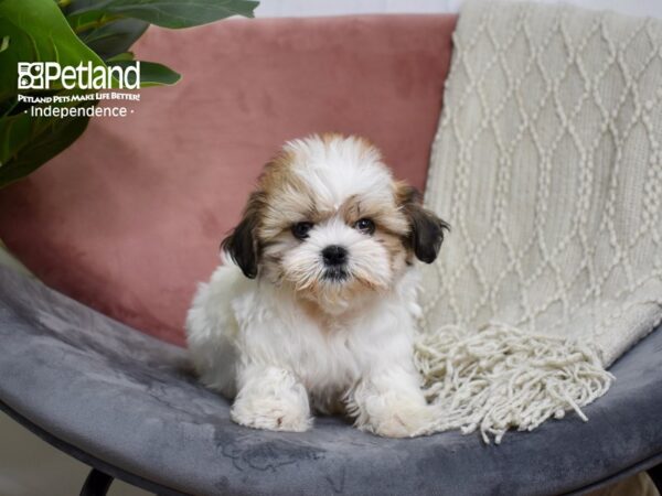 Mal-Shi-DOG-Female-Red & White-5188-Petland Independence & Lee's Summit, MO
