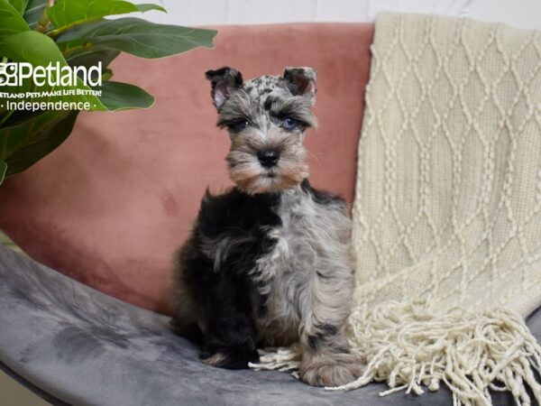 Miniature Schnauzer DOG Male Blue Merle 5191 Petland Independence, Missouri